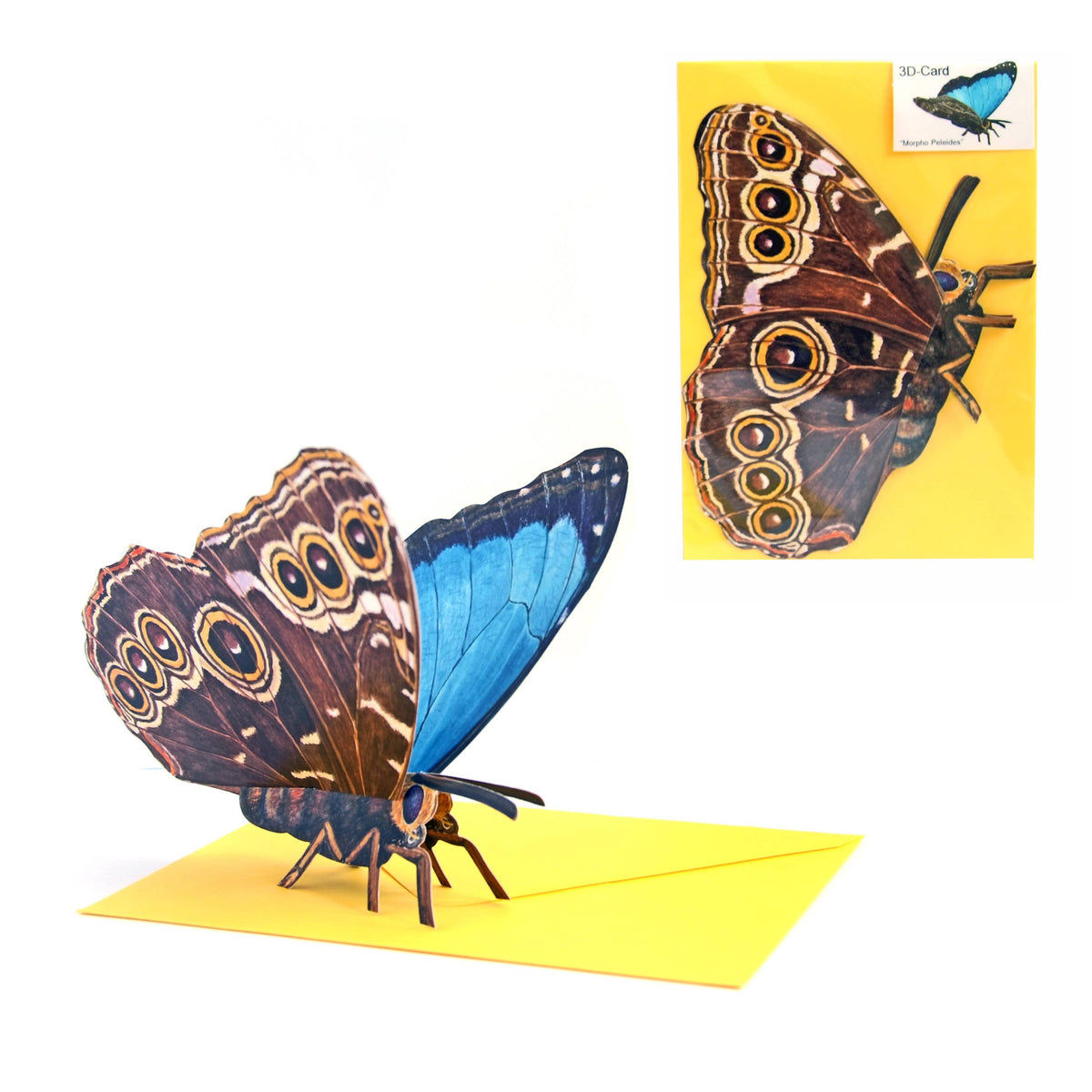 3D animal card butterfly “Morpho Peleide”
