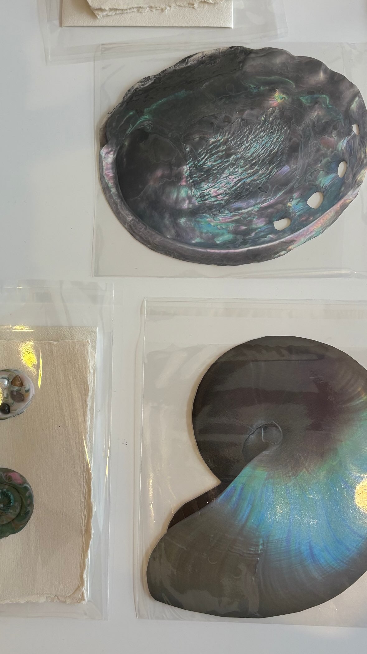 Abalone card  - Treasures by the sea